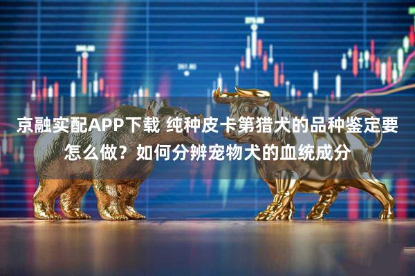 京融实配APP下载 纯种皮卡第猎犬的品种鉴定要怎么做？如何分辨宠物犬的血统成分