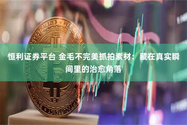 恒利证券平台 金毛不完美抓拍素材：藏在真实瞬间里的治愈角落